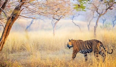 Wildlife Safaris